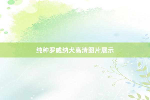 纯种罗威纳犬高清图片展示